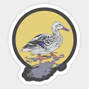 Mallard Sticker